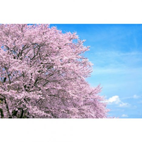 CRISIS、あなたのことはそれほど、櫻子さん主題歌で新アーティスト起用 2017年春ドラマの傾向