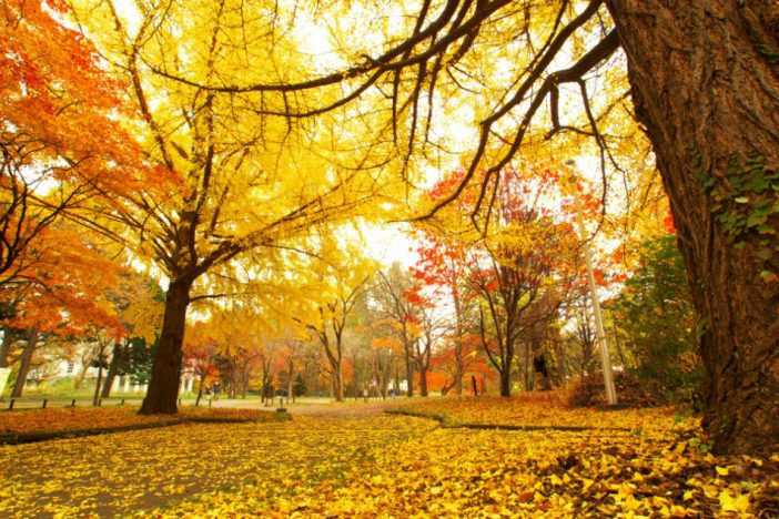 コウノドリ、刑事ゆがみ、監獄のお姫さま、新宿セブン、Re:Mind…2017年秋ドラマ注目主題歌は?