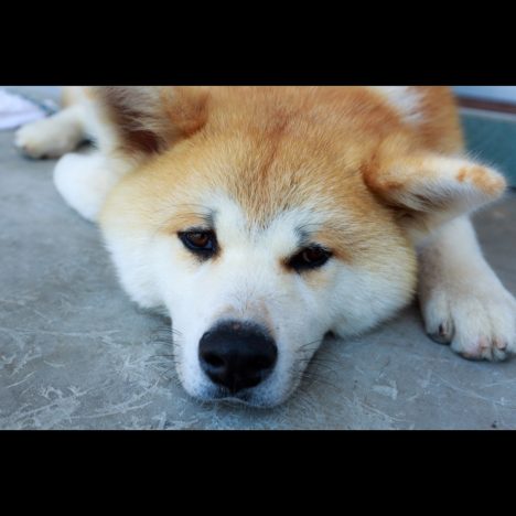 山崎賢人、二階堂ふみ、吉沢亮……“戌年生まれ”が2018年の顔に? 年男・年女ブレイク説