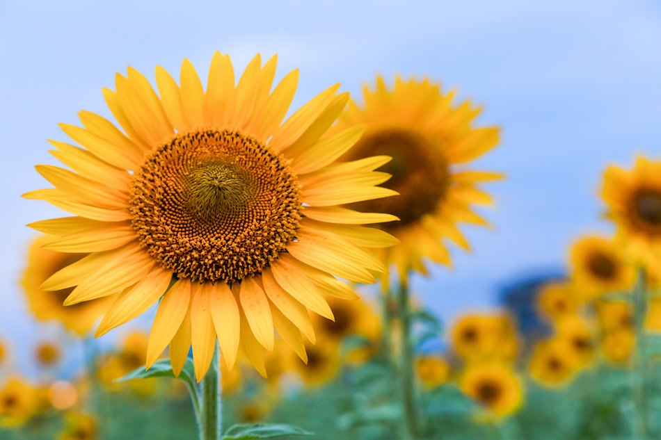 平成最後の夏ドラマ注目作ベスト5
