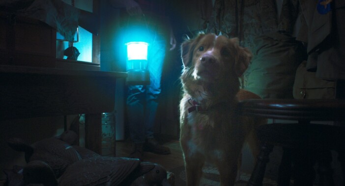 犬のインディに襲いかかる悪意と恐怖 『GOOD BOY/グッド・ボーイ』予告編公開