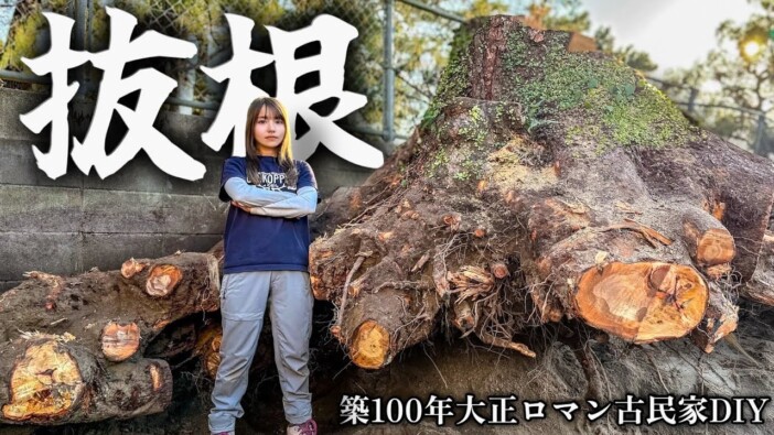 小柄な女性YouTuberこつぶ、古民家DIYの“ラスボス”に挑む 超巨大な切り株の抜根に視聴者喝采