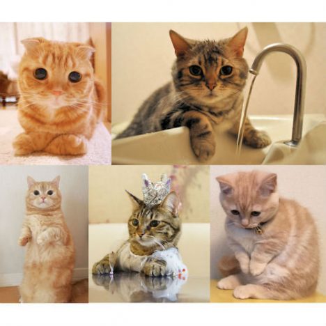 エド・シーランを“ネコ”たちが応援　「チーム・エドシーニャン」Instagramで楽曲動画を投稿