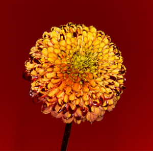 RADWIMPS、菅田将暉、Rei、スカイピース、Rei©hi……各シーンでカリスマ性放つ新作