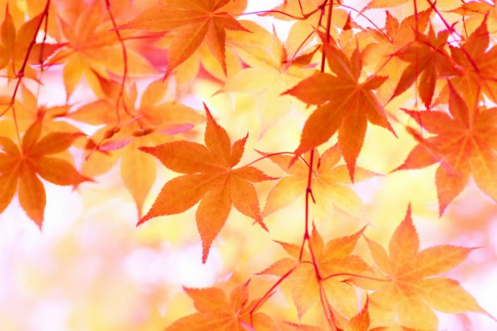 けもなれ、黄昏流星群、大恋愛、リーガルV、僕とシッポと神楽坂……2018年秋ドラマ注目主題歌