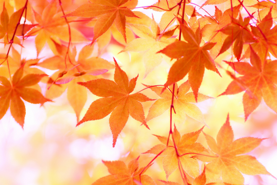 2018秋ドラマ注目主題歌は?