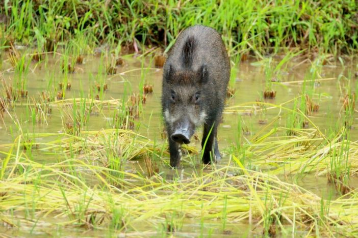 2019年は“3人の亥年男”に期待!? 鈴木亮平、松田龍平、山田孝之の躍進