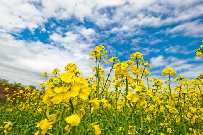 ラジエーションハウス、パーフェクトワールド、わた定、インハンド……2019年春注目の主題歌は?