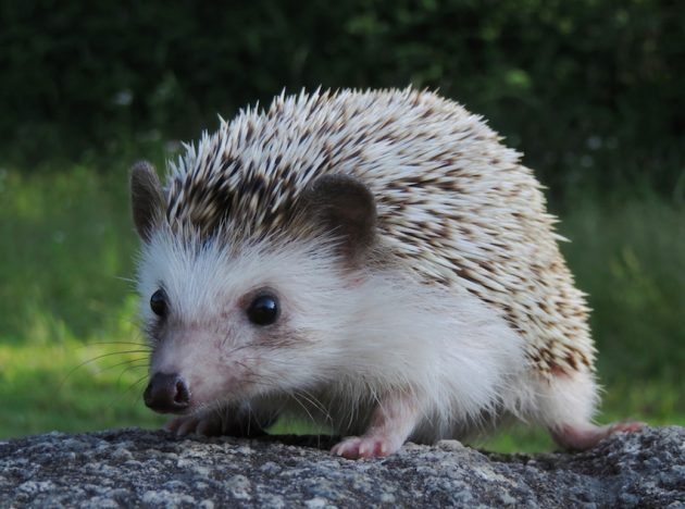 2020年の飛躍を期待! 高杉真宙、三吉彩花、三浦透子ら“子年生まれ”の要注目な若手たち