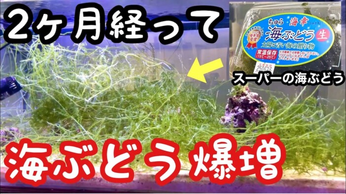 スーパーで買った海ぶどうを2カ月飼育すると? 変貌した水槽の世界に視聴者「本当に面白い」